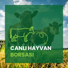 Canlı Hayvan Borsası